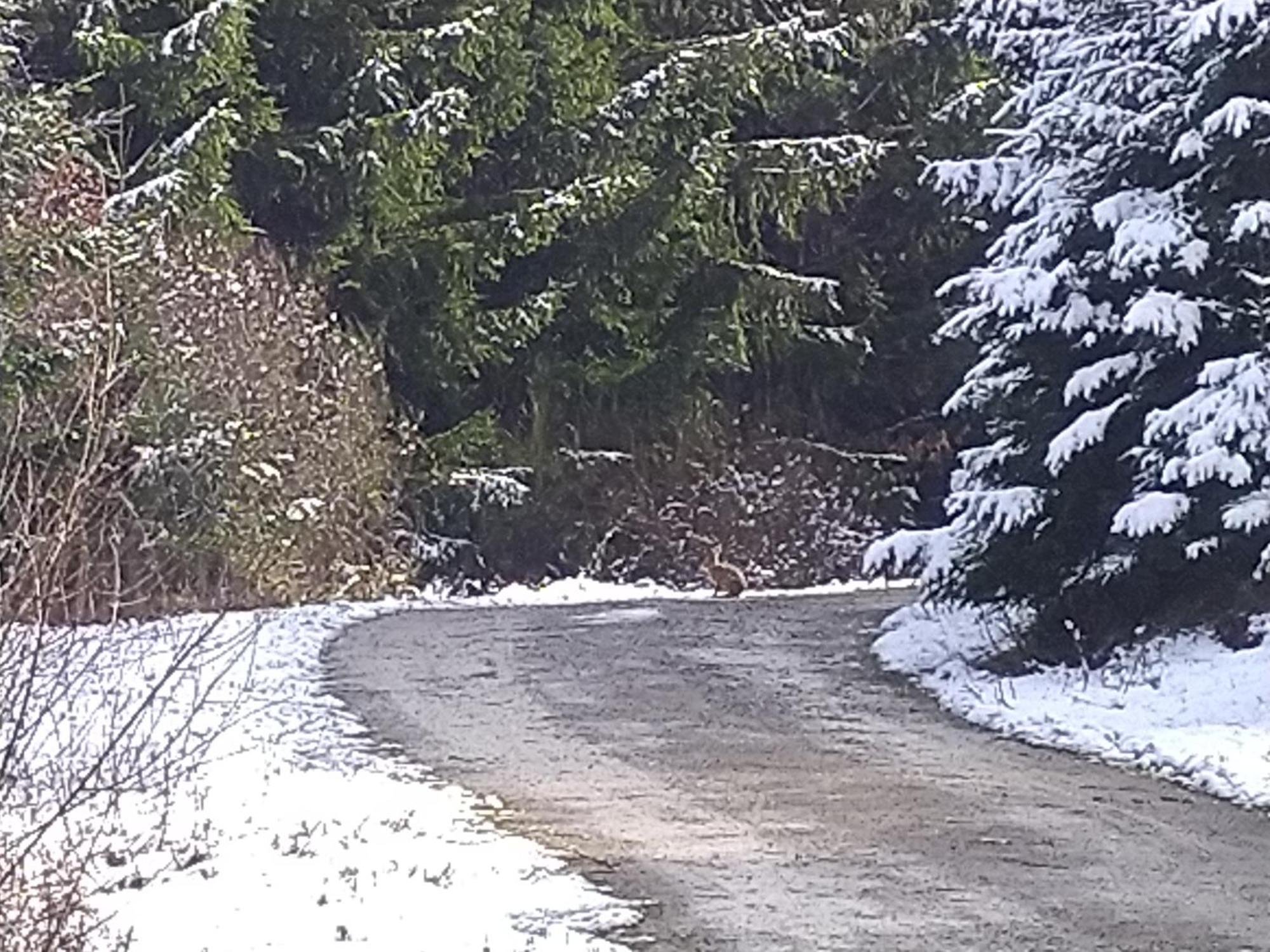 Ferienwohnung Urlaub Mit Hund Auf Dem Bauernhof Hofswald Euscheid Exterior foto
