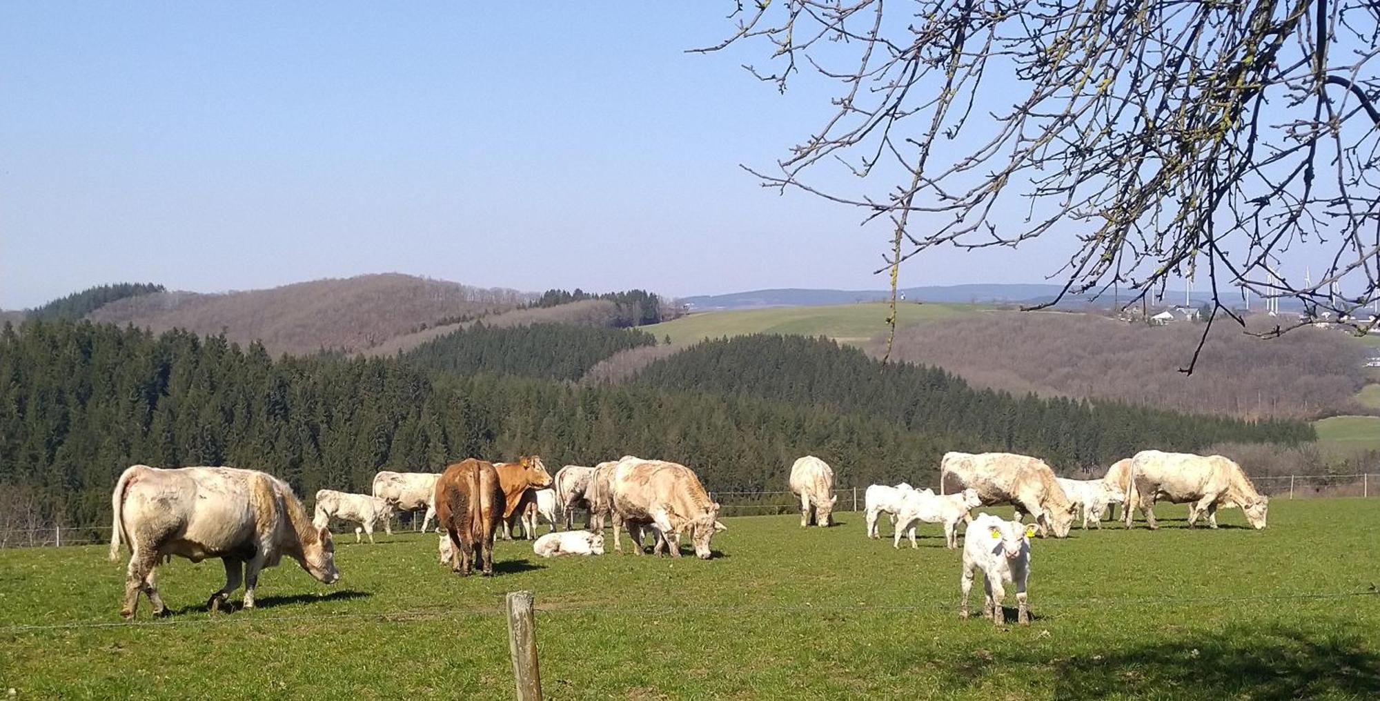 Ferienwohnung Urlaub Mit Hund Auf Dem Bauernhof Hofswald Euscheid Exterior foto