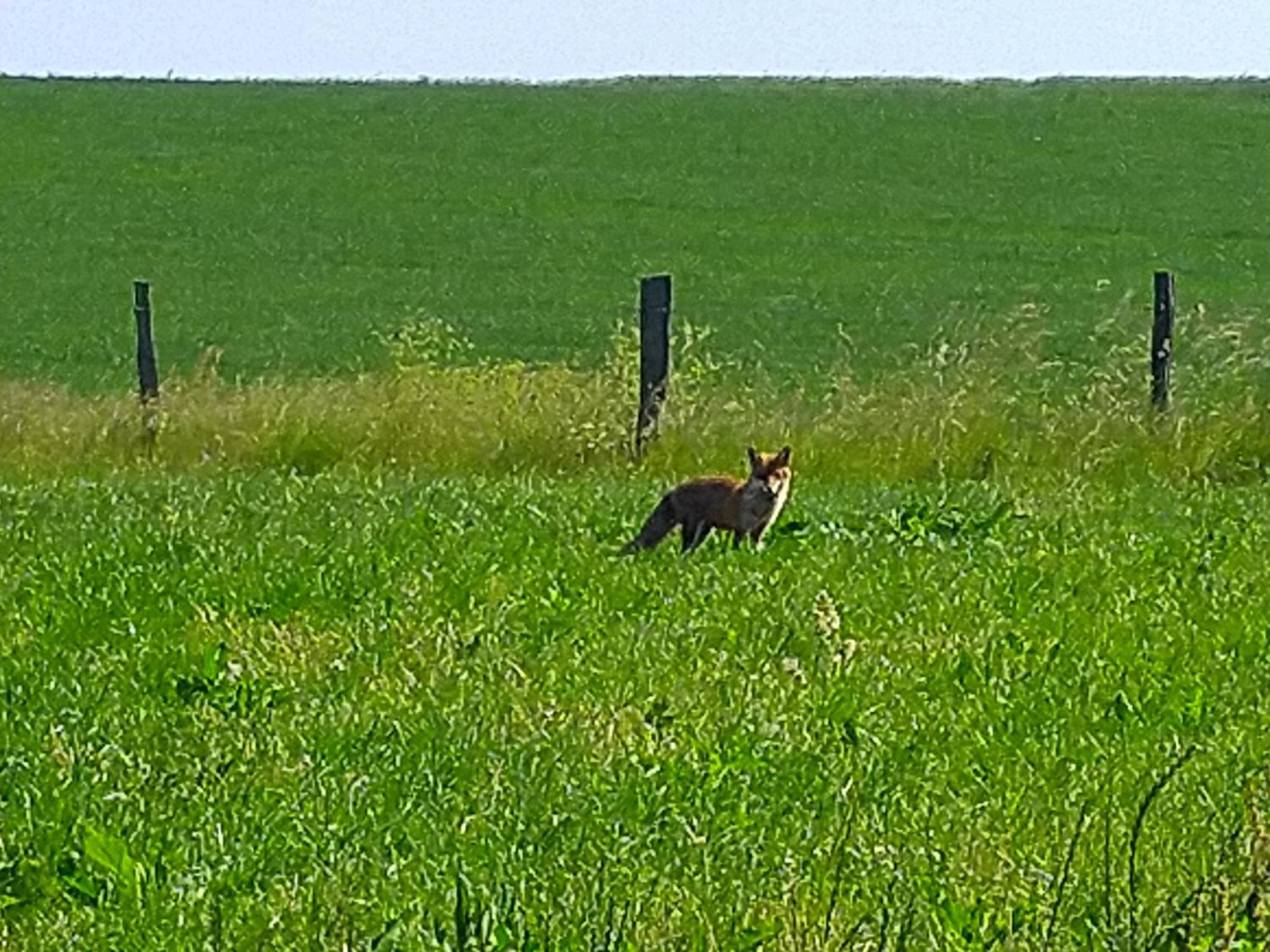 Ferienwohnung Urlaub Mit Hund Auf Dem Bauernhof Hofswald Euscheid Exterior foto