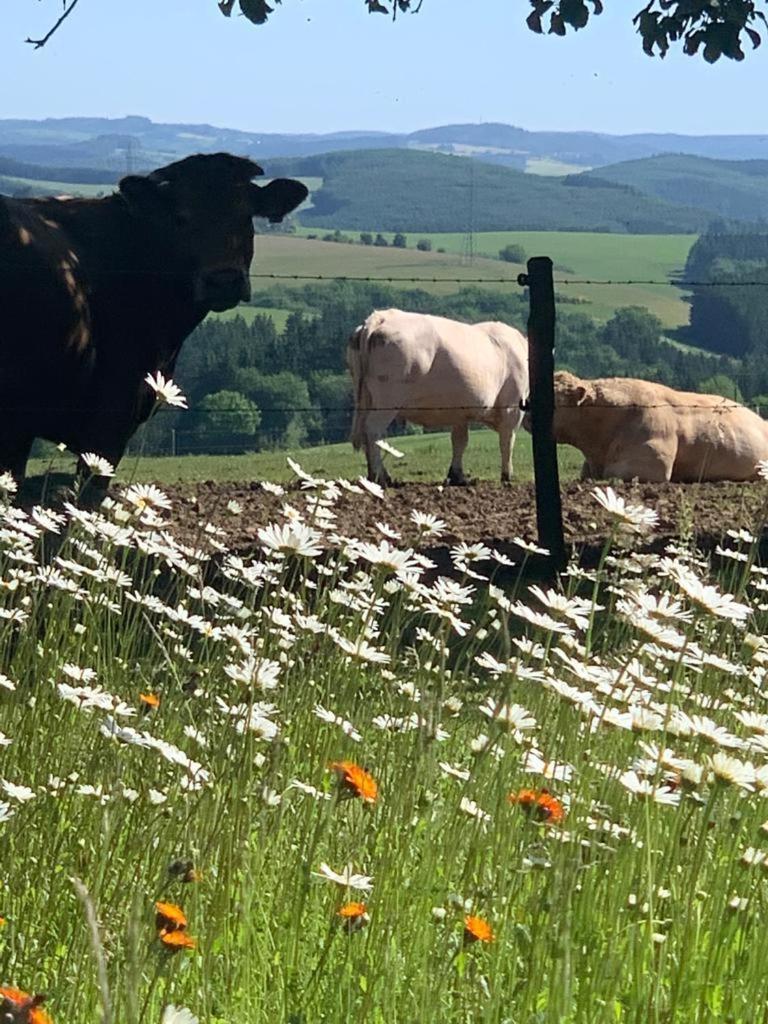 Ferienwohnung Urlaub Mit Hund Auf Dem Bauernhof Hofswald Euscheid Exterior foto