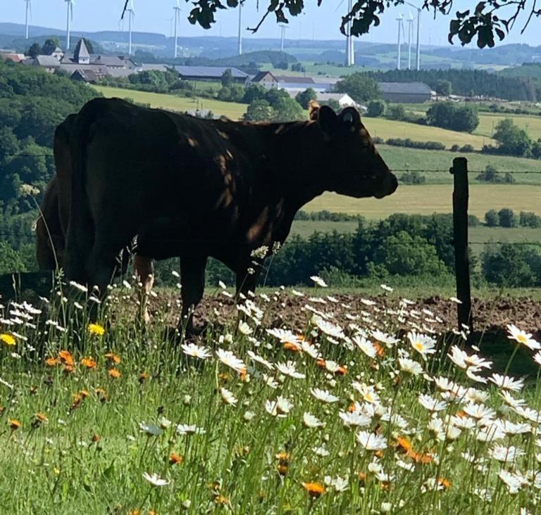 Ferienwohnung Urlaub Mit Hund Auf Dem Bauernhof Hofswald Euscheid Exterior foto