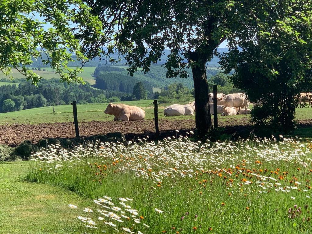 Ferienwohnung Urlaub Mit Hund Auf Dem Bauernhof Hofswald Euscheid Exterior foto