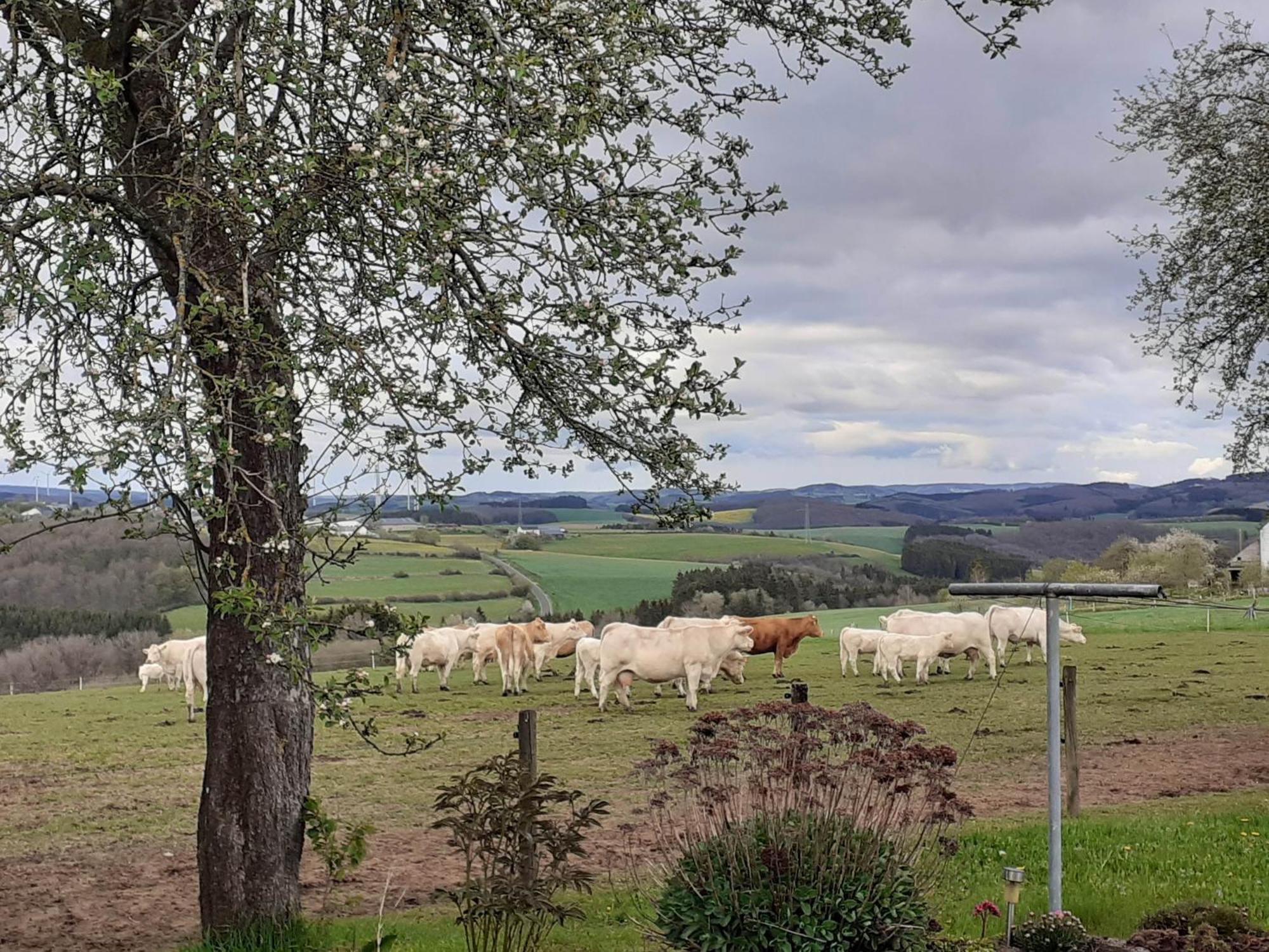 Ferienwohnung Urlaub Mit Hund Auf Dem Bauernhof Hofswald Euscheid Exterior foto