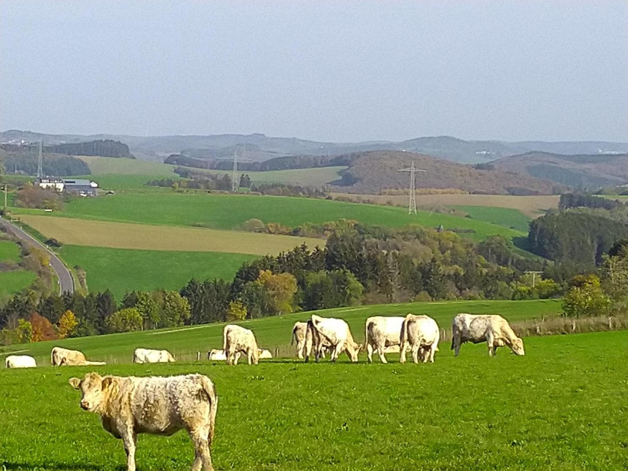 Ferienwohnung Urlaub Mit Hund Auf Dem Bauernhof Hofswald Euscheid Exterior foto